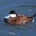 Andean Duck